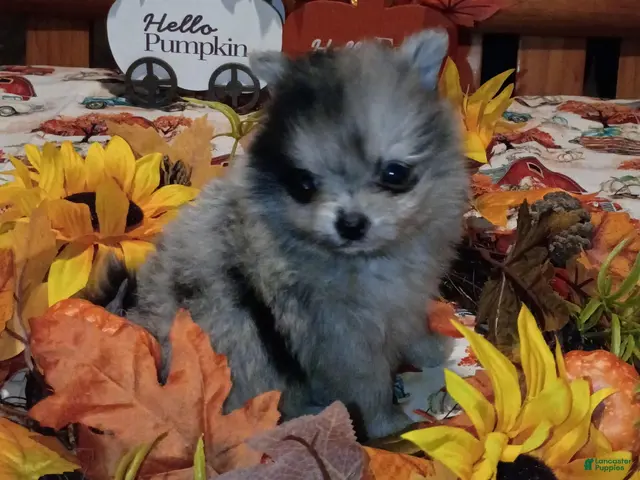 Pomeranian dogs for sale: Pomeranian 1 - Ad 1
