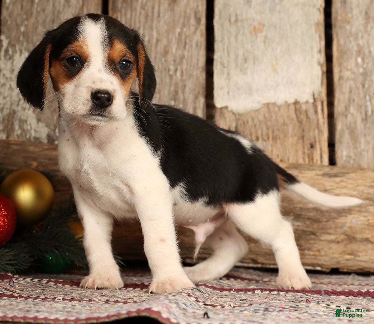 Beagle dogs Dancer - Ad 12