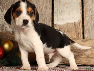 Beagle dogs Dancer - Ad 14