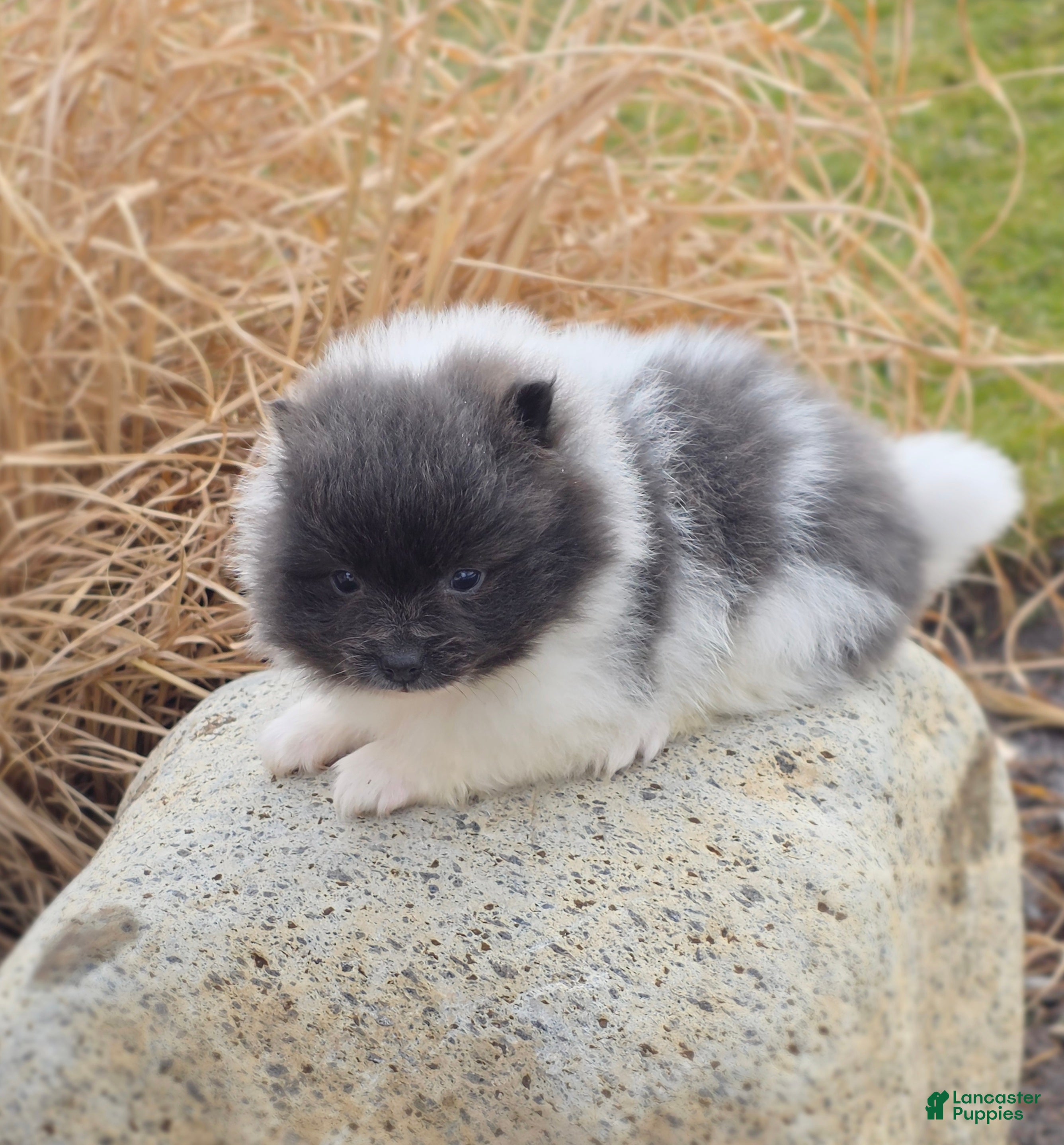 Pomeranian dogs Casey - Ad 1