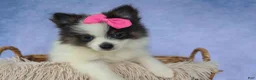Pomeranian dogs for sale: Estella🎀 - Ad 4