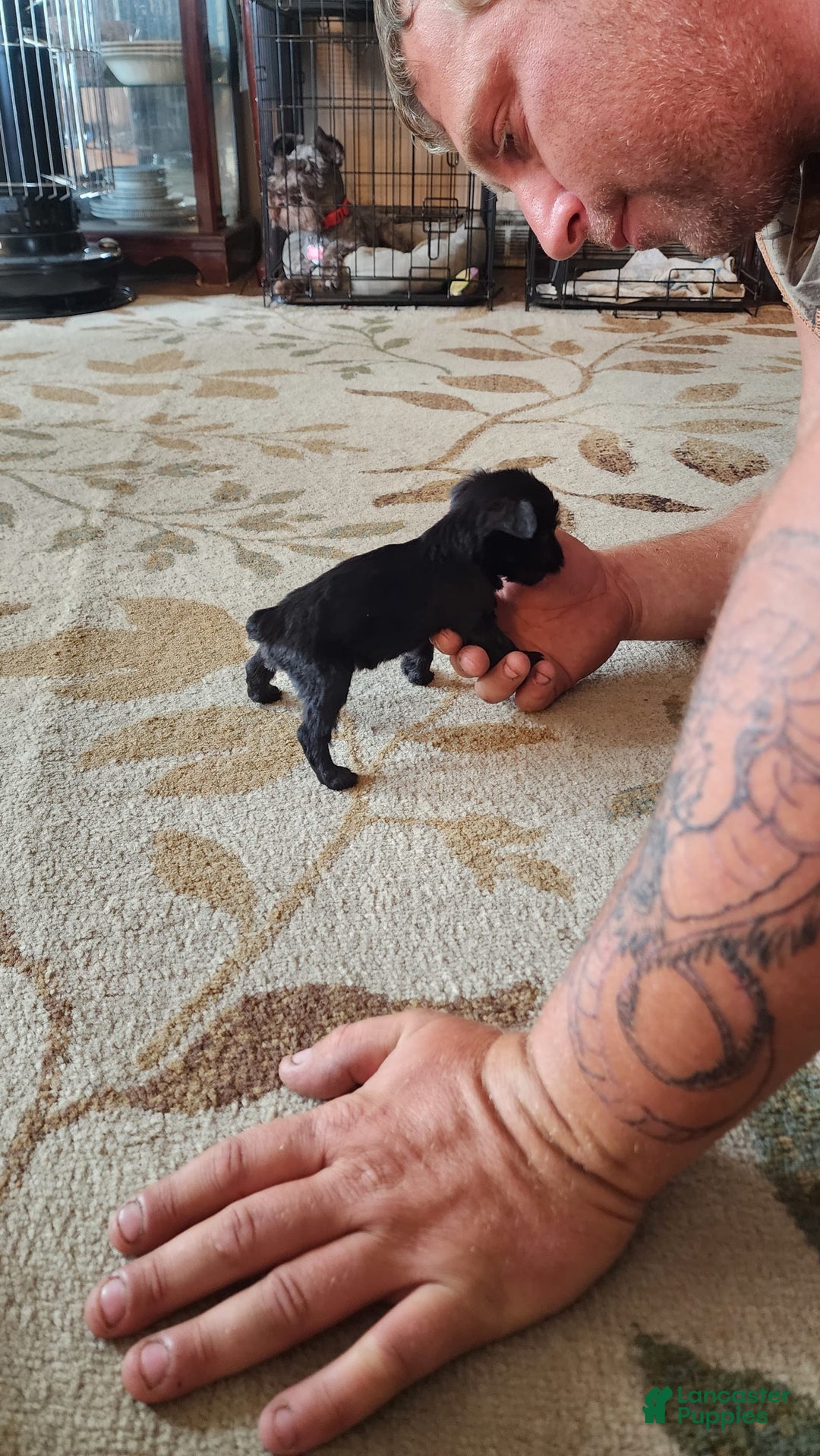 Gallery Image {{count}}