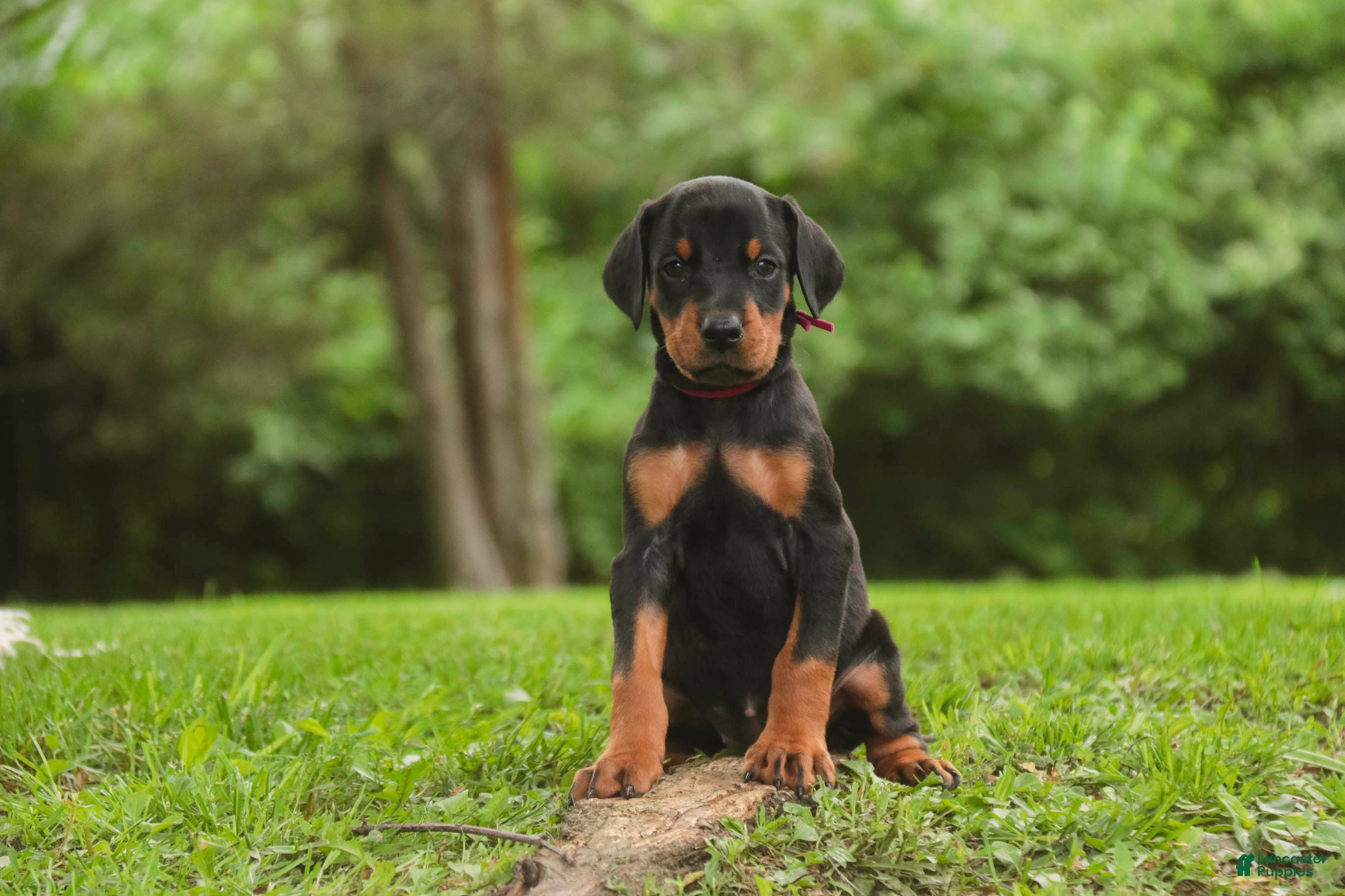 Doberman Pinscher dogs for sale: Delphine - Ad 6