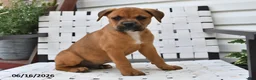 Mixed Breed dogs for sale: Bingo - Ad 4