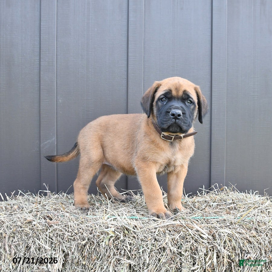 English Mastiff dogs Maggie - Ad 1