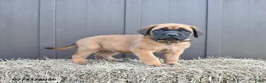 Maggie