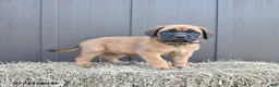 English Mastiff dogs for sale: Maggie - Ad 1