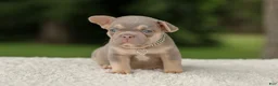 French Bulldog dogs for sale: Denver - Ad 11