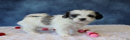 Shihpoo dogs for sale: Peony - Ad 4