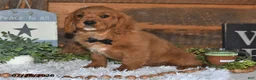 Miniature Golden Retriever dogs for sale: Poochy - Ad 5