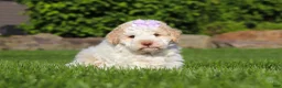 Lagotto Romagnolo dogs for sale: Kaylee - Ad 3