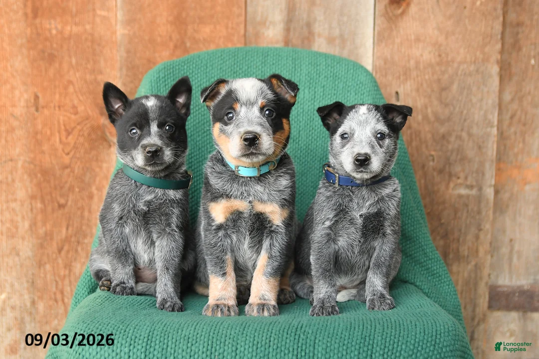 Australian Cattle Dog dogs for sale: Dolly - Ad 3