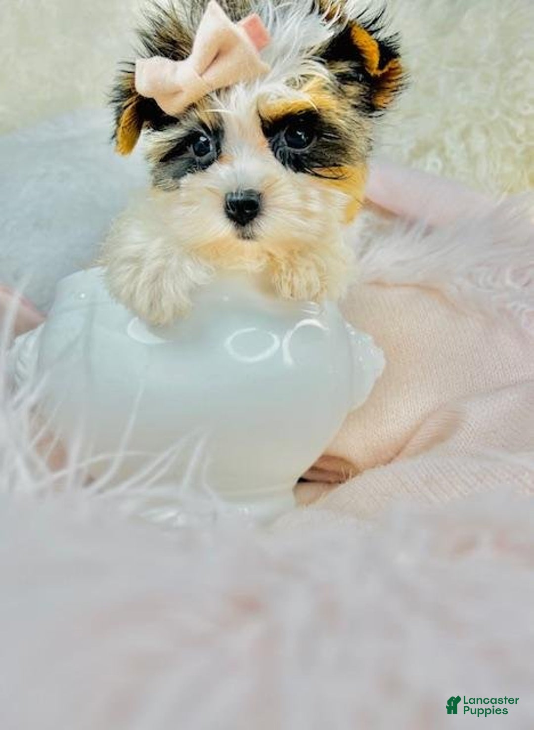 Morkie dogs for sale: Meet Dra!  Morkie Puppy 2 - Ad 1
