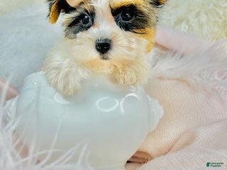 Morkie dogs Meet Dra! Morkie Puppy 2 - Ad 6