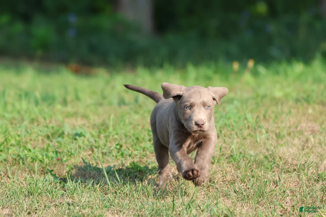 Labrador Retriever dogs for sale: Dallas - Ad 3