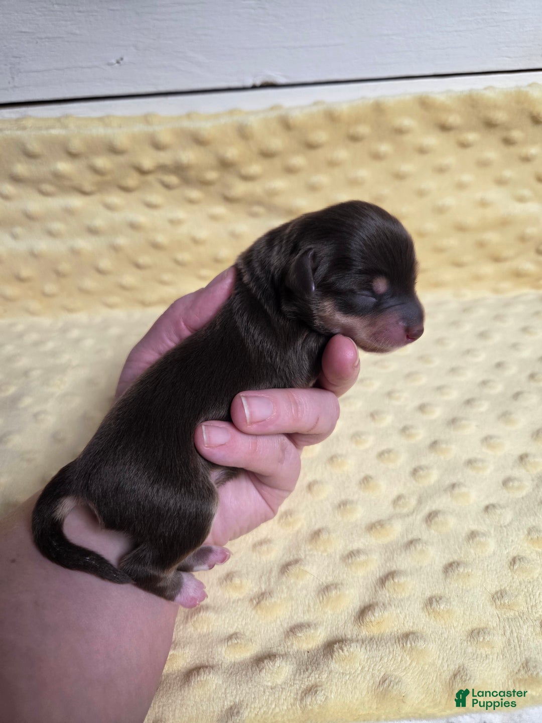 Mixed Breed dogs for sale: Rudolph - Ad 1