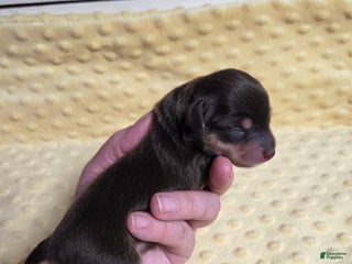 Mixed Breed dogs Rudolph - Ad 16