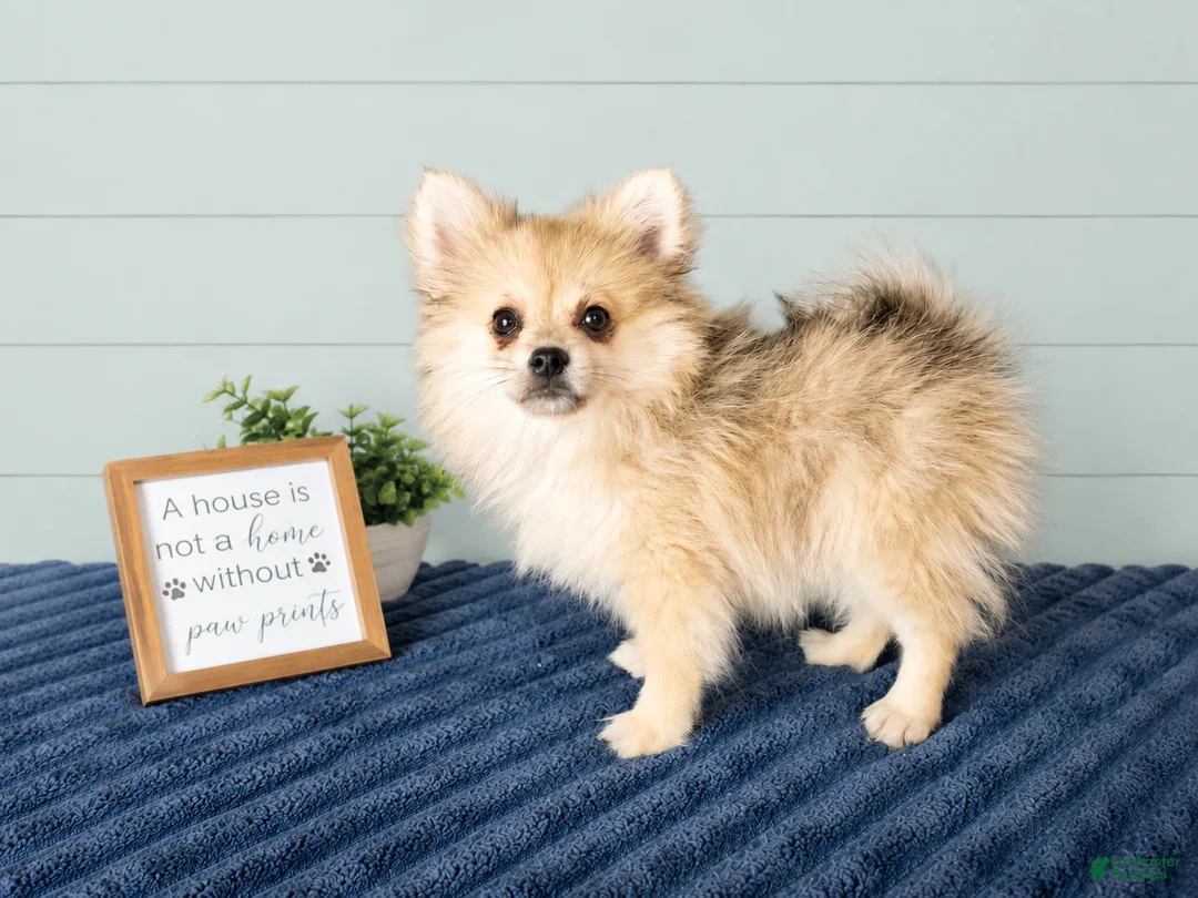 Pomeranian dogs for sale: Caspian  - Ad 3