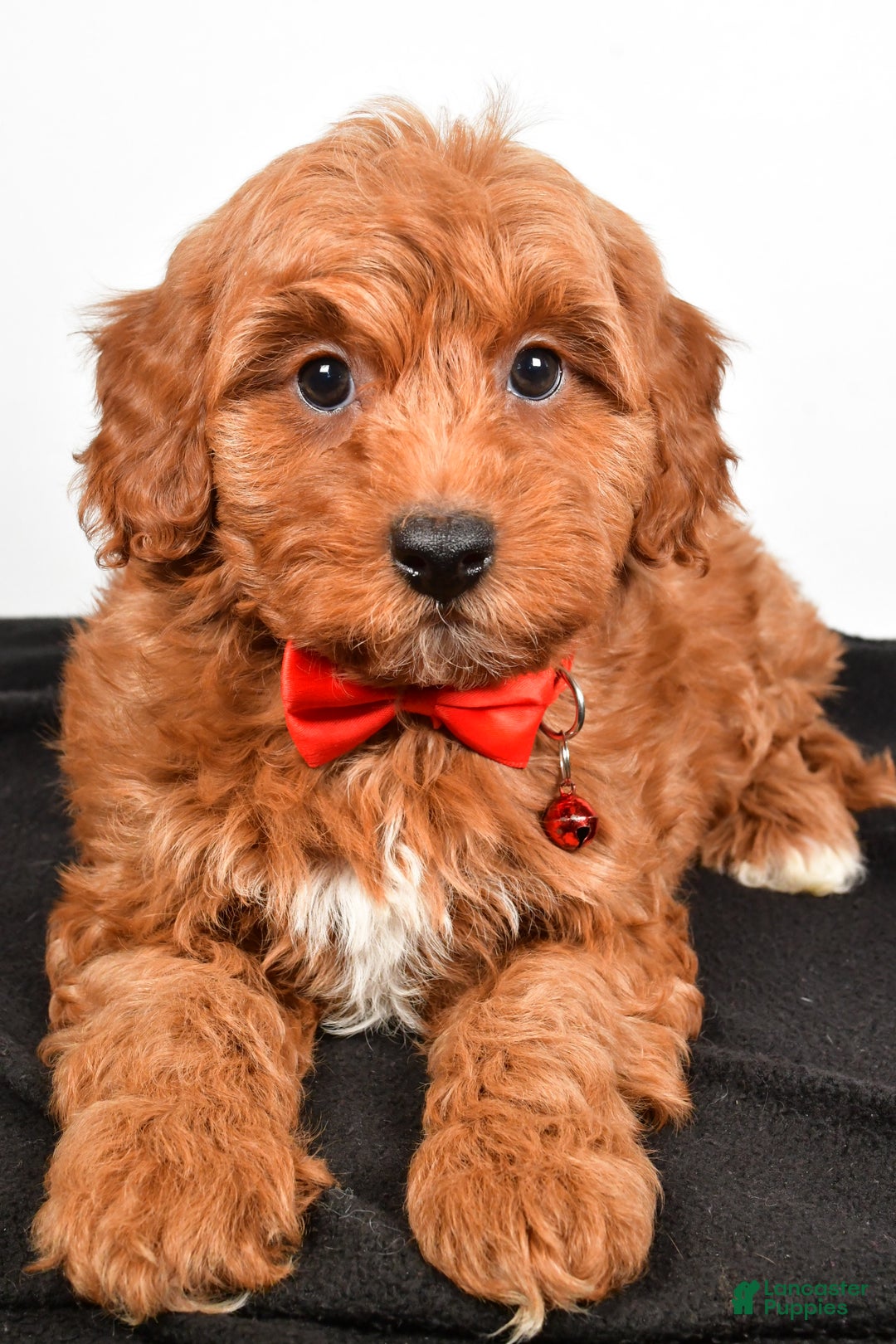 Cavapoo dogs for sale: Sparky - Ad 2