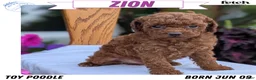 Toy Poodle dogs for sale: Zion - Ad 1