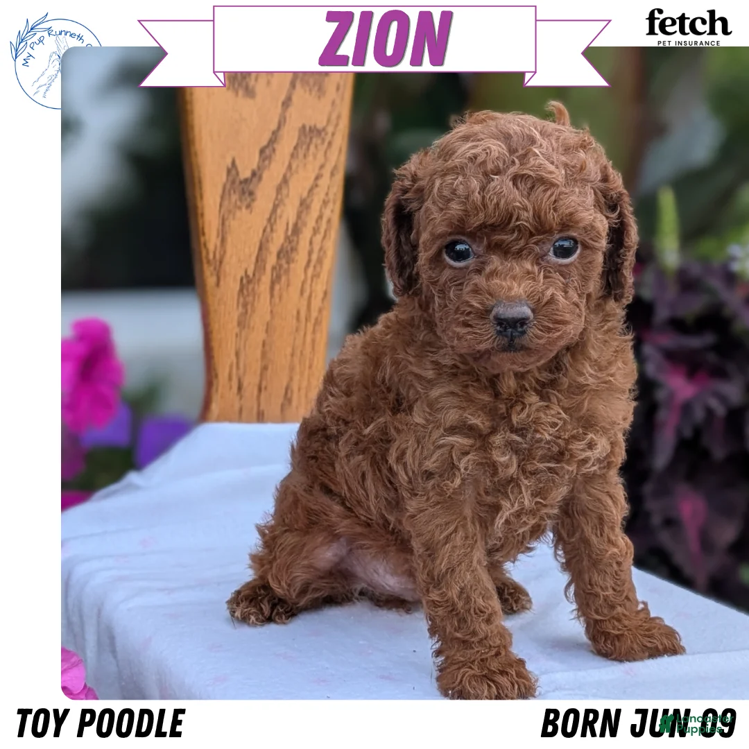 Toy Poodle dogs for sale: Zion - Ad 1