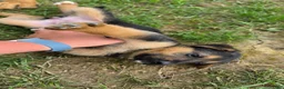 German Shepherd dogs for sale: German Shepherd Puppy 2 - Ad 4
