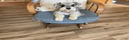 Miniature Schnauzer dogs for sale: Pumba - Ad 3