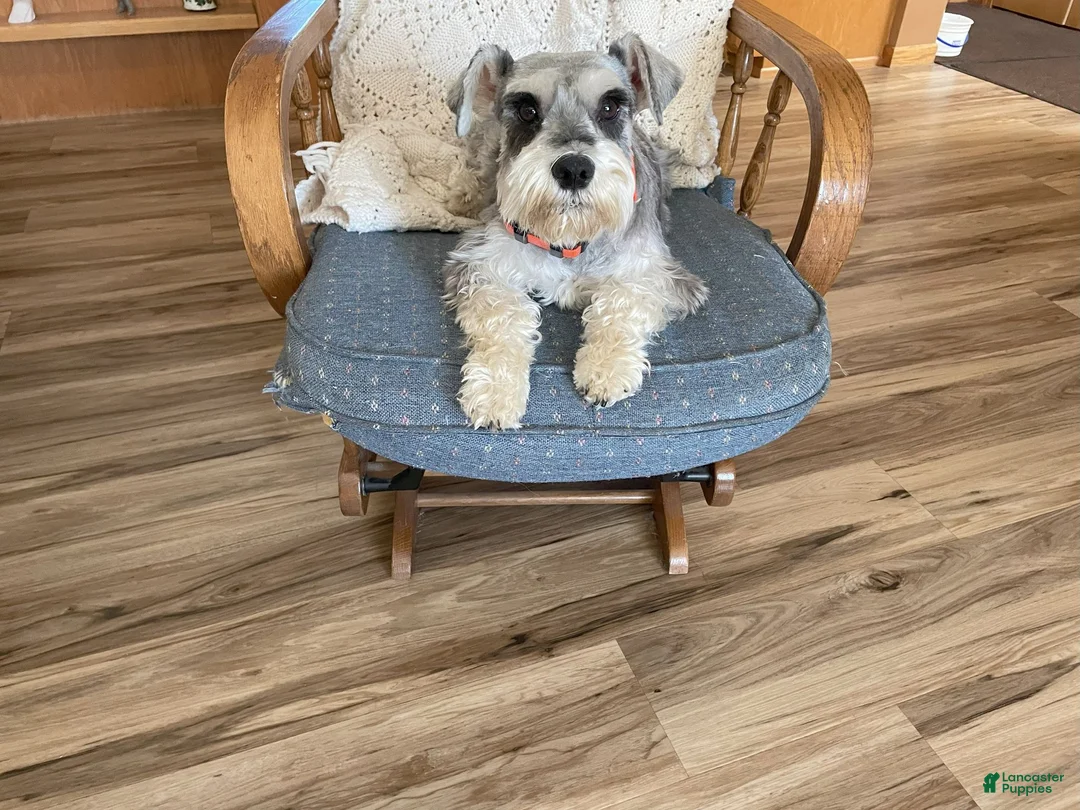 Miniature Schnauzer dogs for sale: Tamon - Ad 2