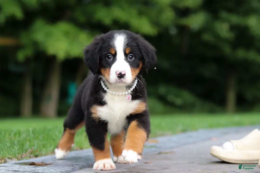 Bernese Mountain Dog dogs for sale: Josie - Ad 2