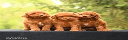 Toy Poodle dogs for sale: Tiny Amber - Ad 5