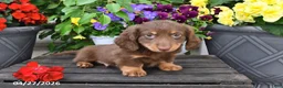 Dachshund dogs for sale: Smokey - Ad 3