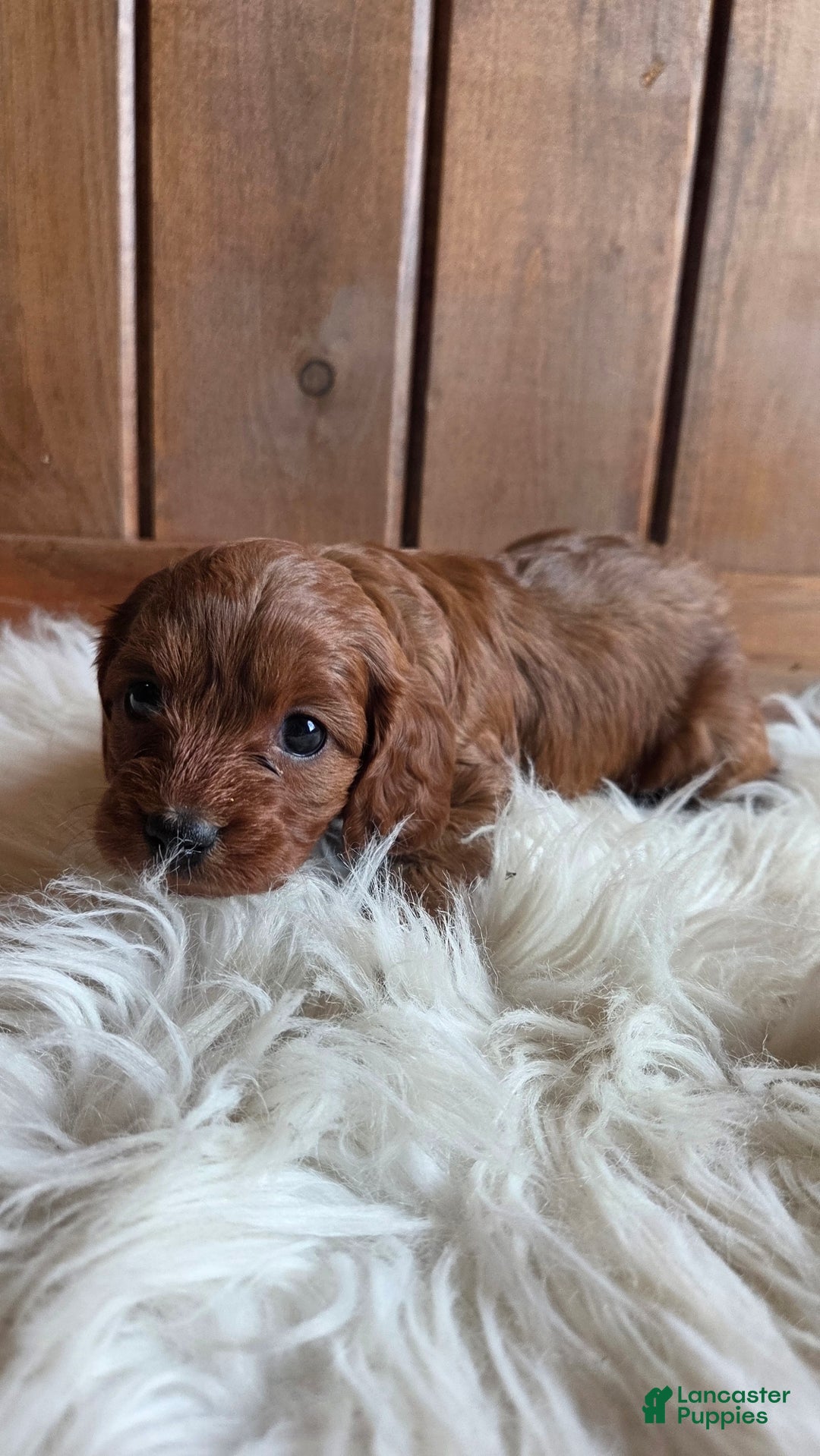 Cavapoo dogs for sale: Bella - Ad 6
