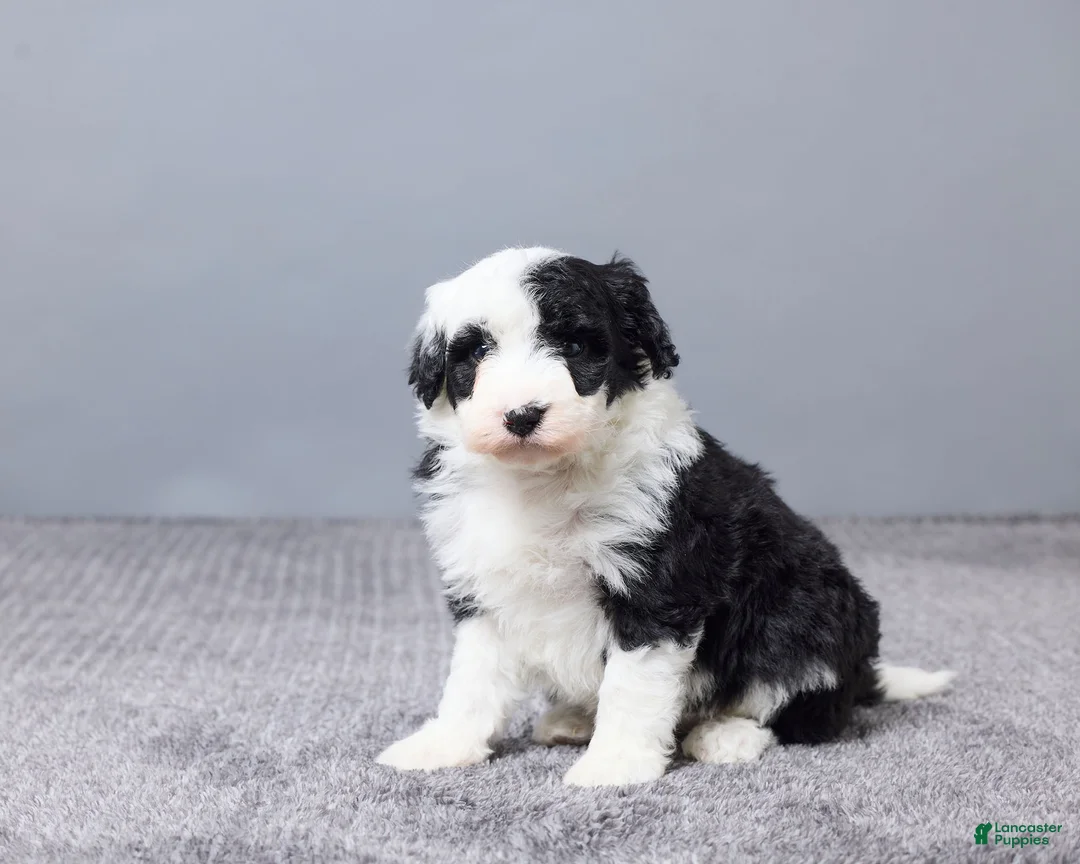 Sheepadoodle dogs for sale: Addison - Ad 5