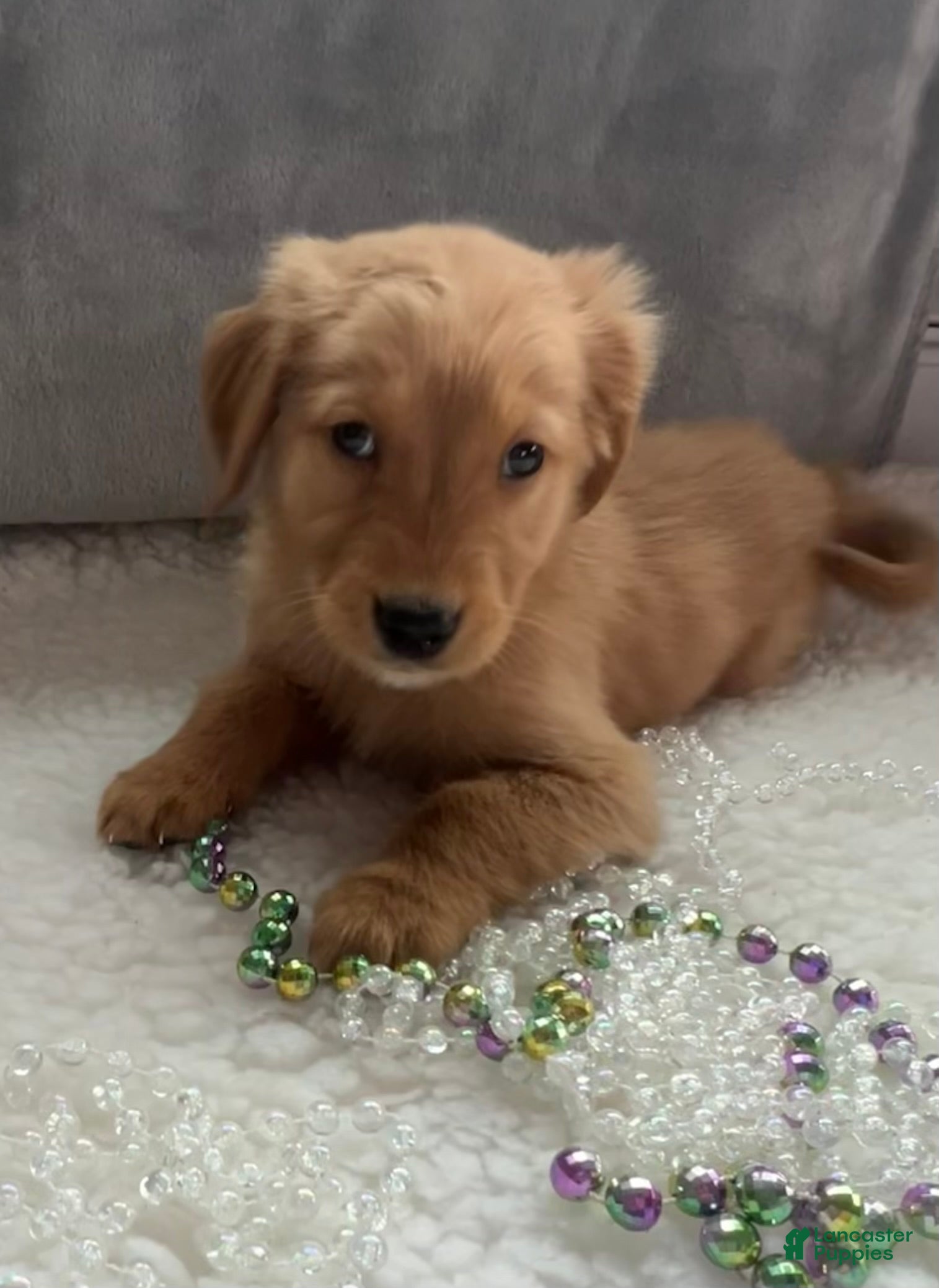 Golden Retriever dogs Marissa - Ad 23