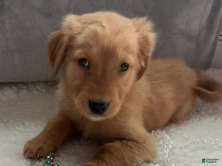 Golden Retriever dogs Marissa - Ad 41