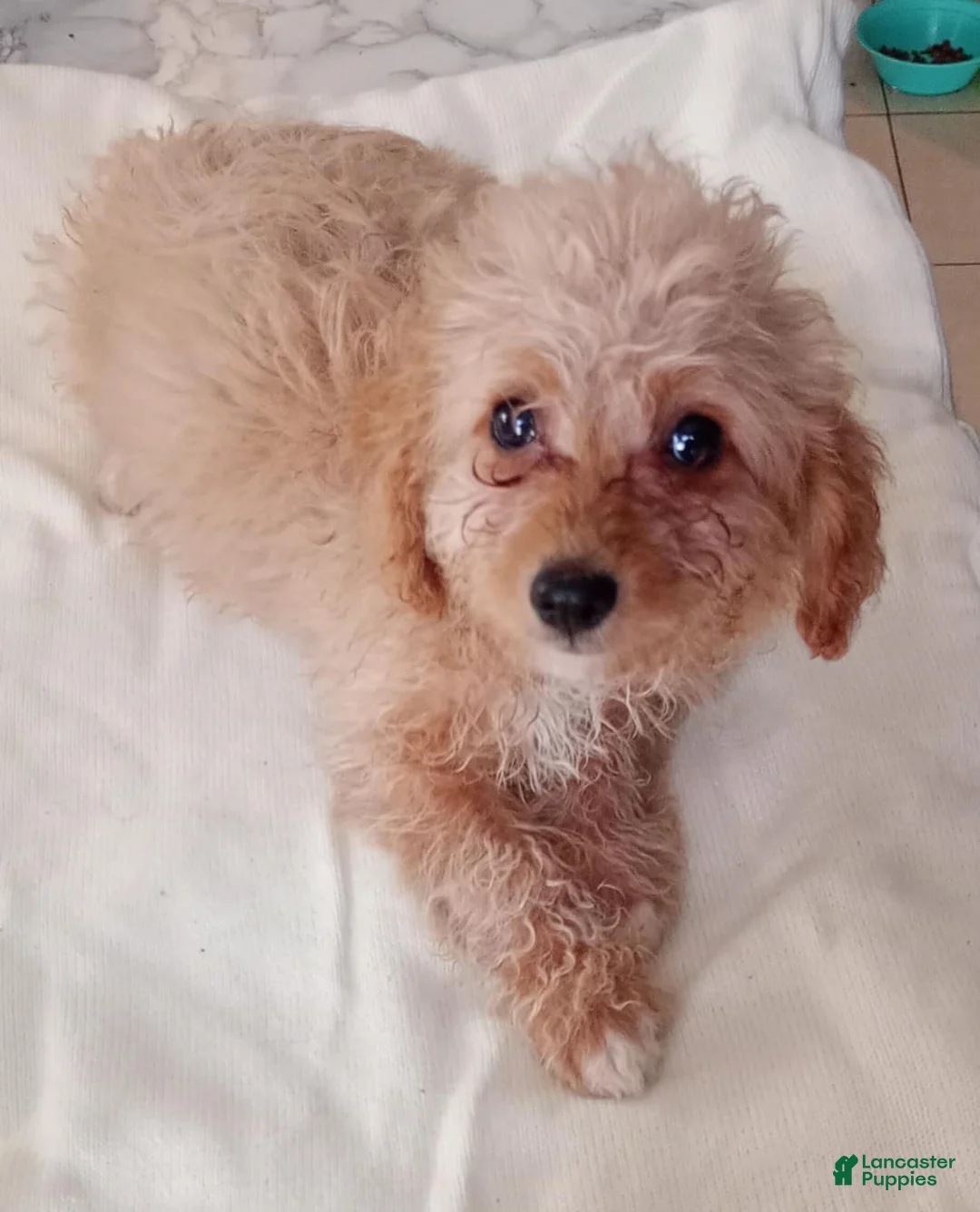 Maltipoo dogs for sale: Biscuit - Ad 2