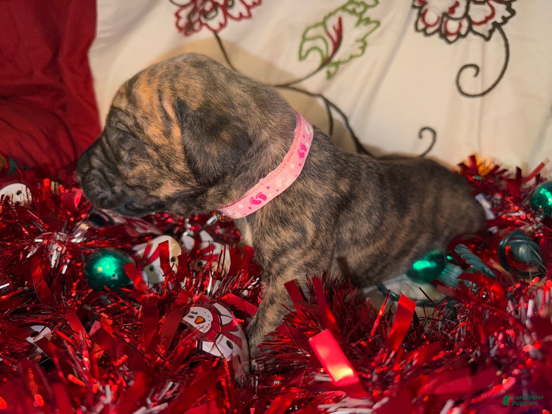 Great Dane dogs for sale: Erica - Ad 3