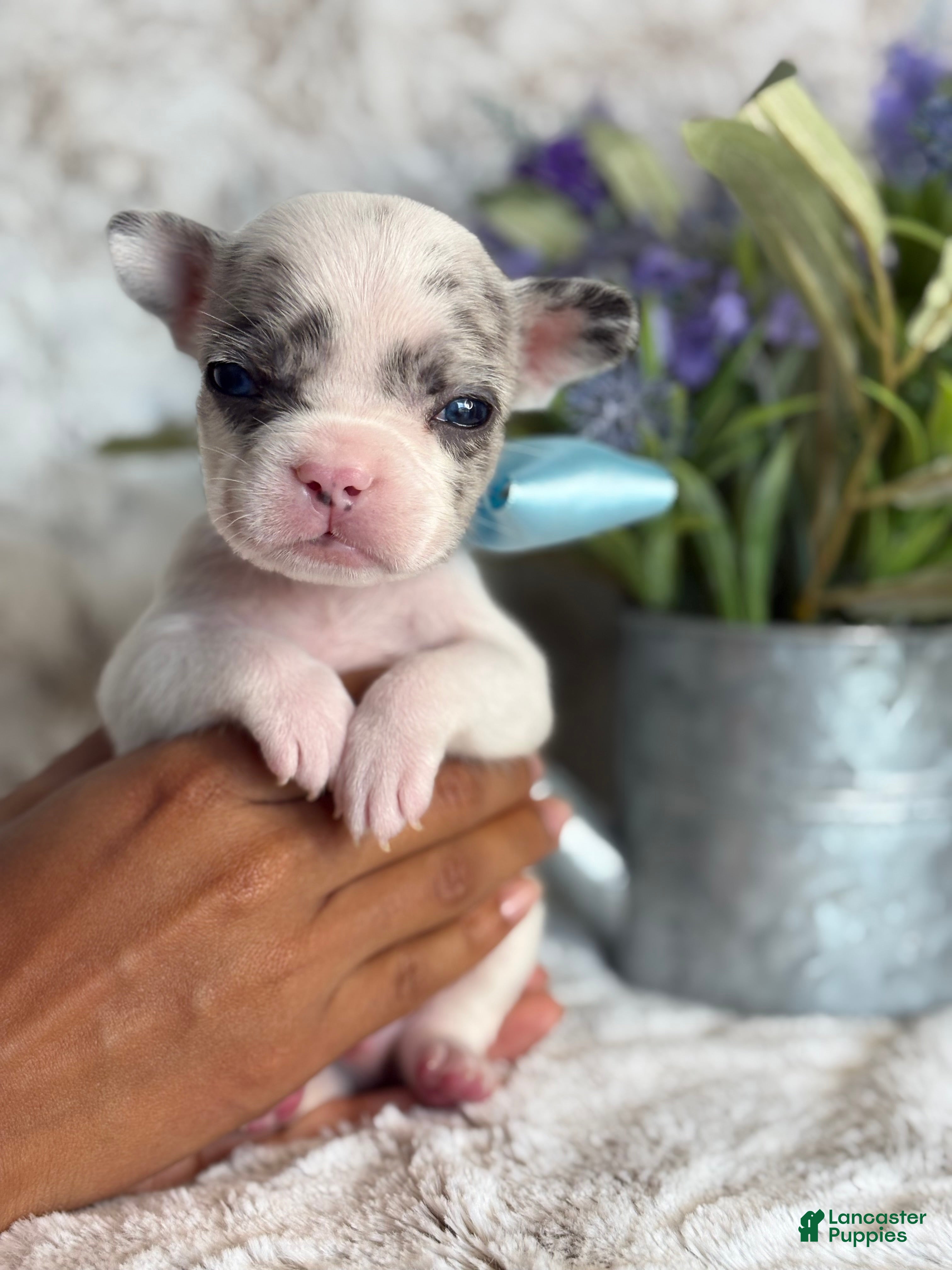 French Bulldog dogs Miles  - Ad 1