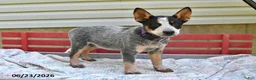 Australian Cattle Dog dogs for sale: Sadie - Ad 3