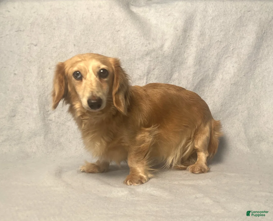 Miniature Dachshund dogs for sale: Chai - Ad 7