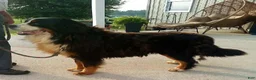 Bernese Mountain Dog dogs for sale: Roxie - Ad 11