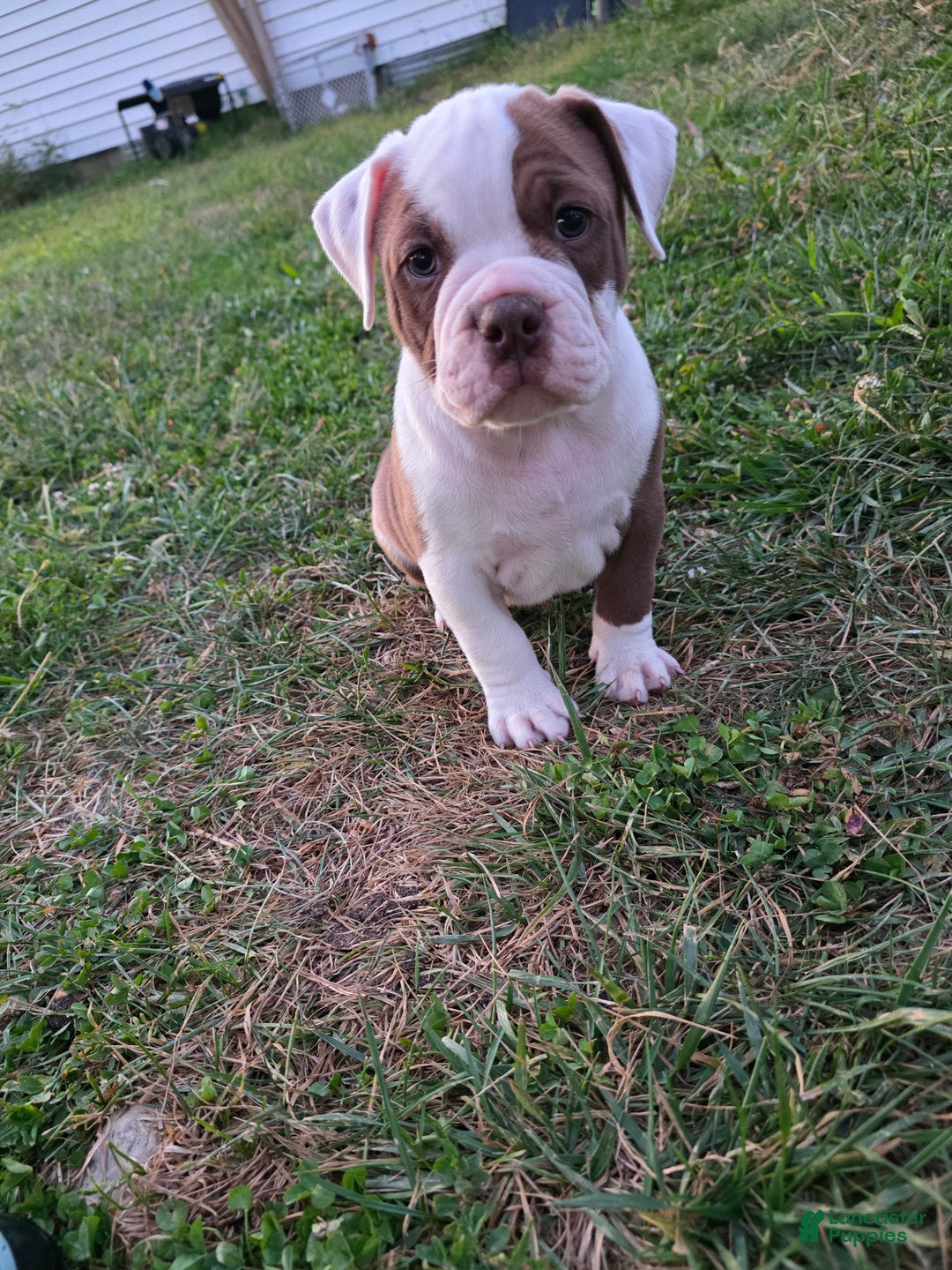 Bulldogge Puppies Ioeba Registered Olde English Bulldogge Olde
