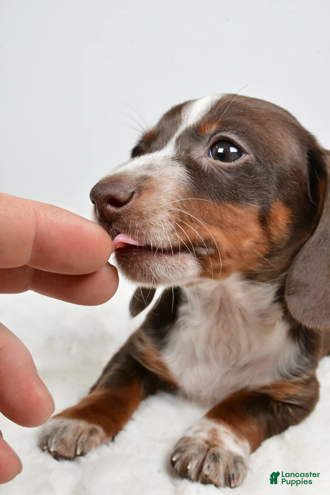 Dachshund dogs for sale: Theo - Ad 7