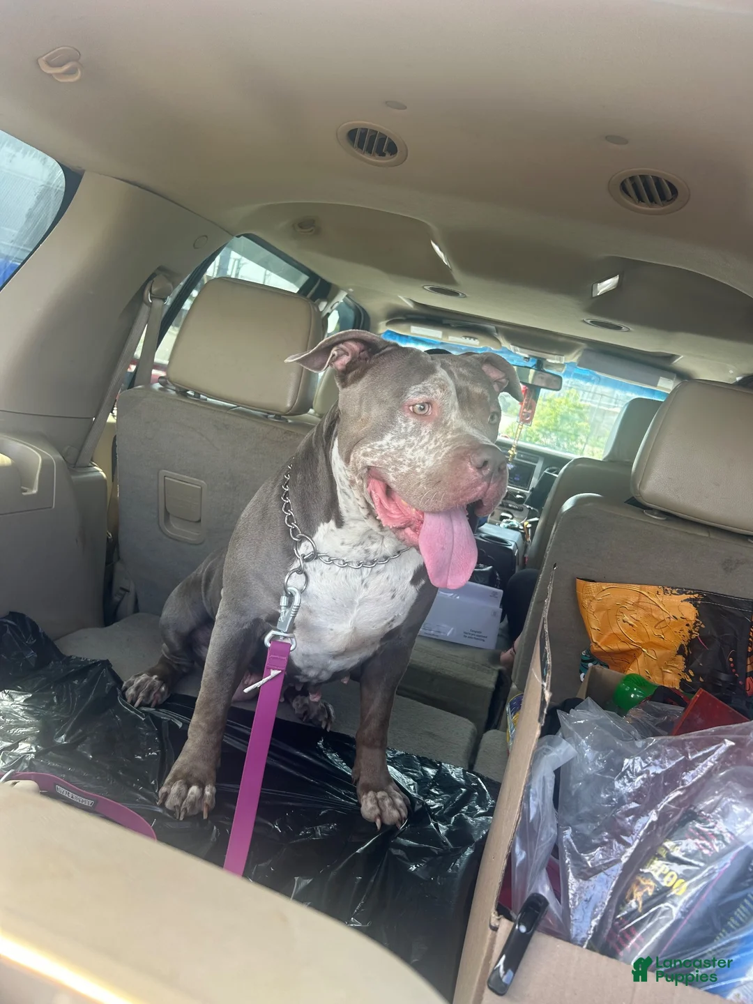 American Bully dogs for sale: American Bully 4 - Ad 2