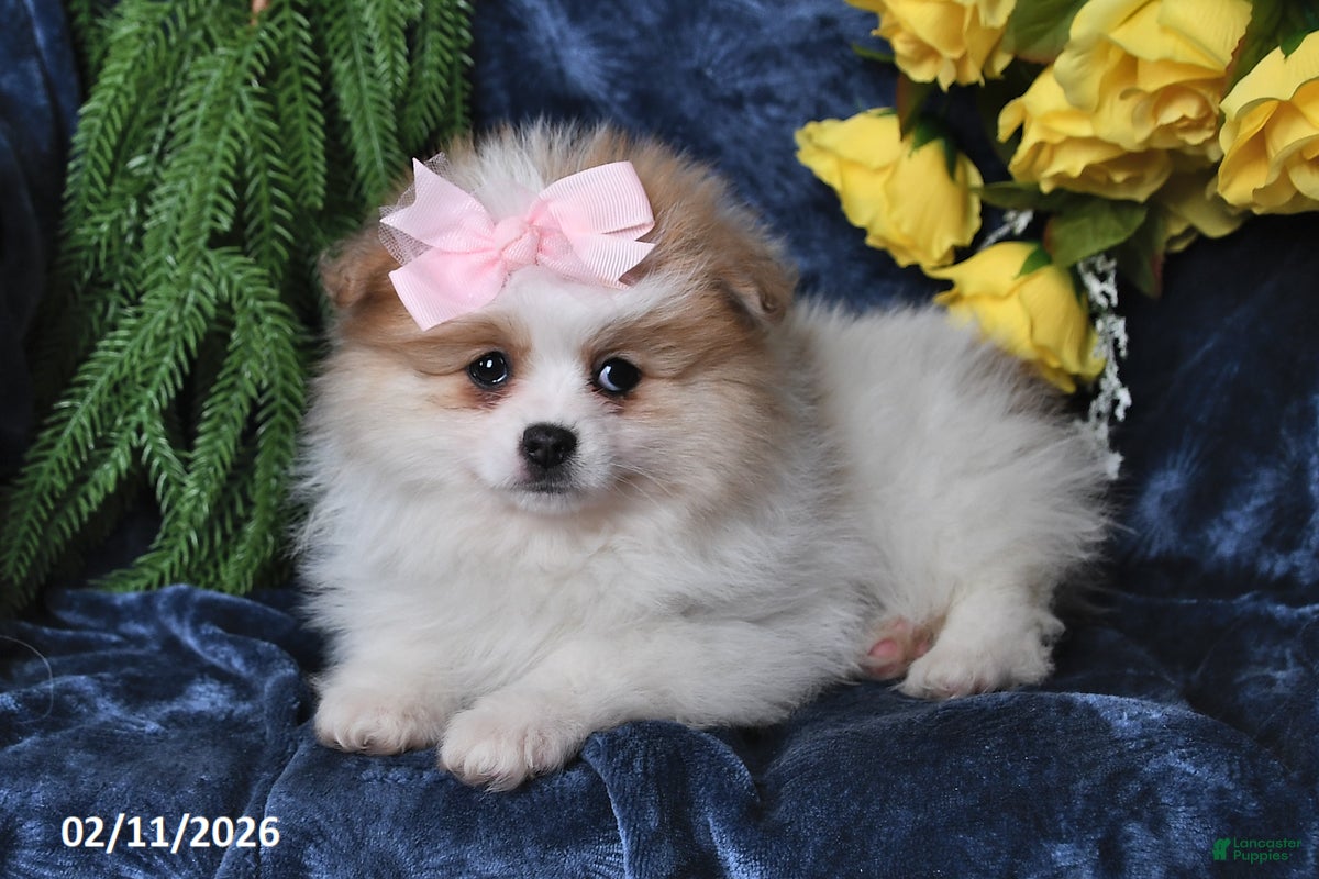 Pomeranian dogs Marble - Ad 2