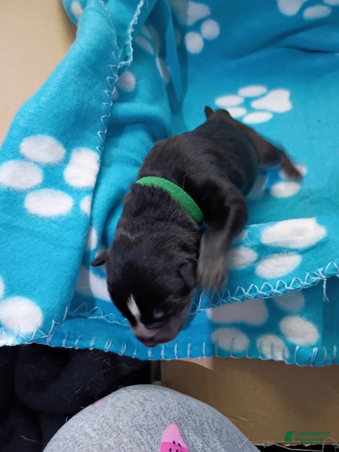 Siberian Husky dogs for sale: Dark Green Collar 3rd Born - Temp Name is Jade/Jay - Ad 2