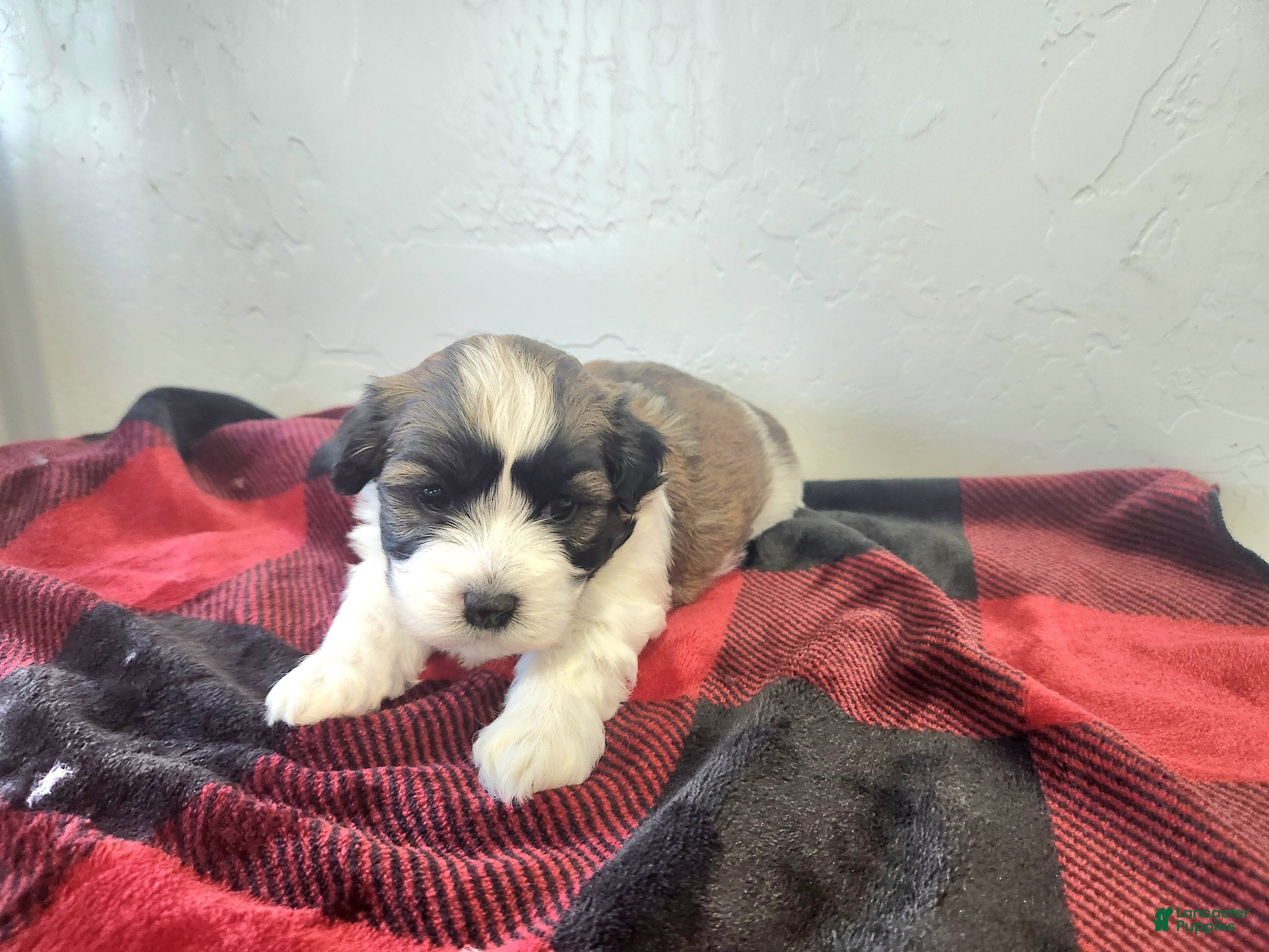 Havanese dogs WARREN - Ad 1