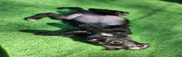 Mixed Breed dogs for sale: Slippers  - Ad 7