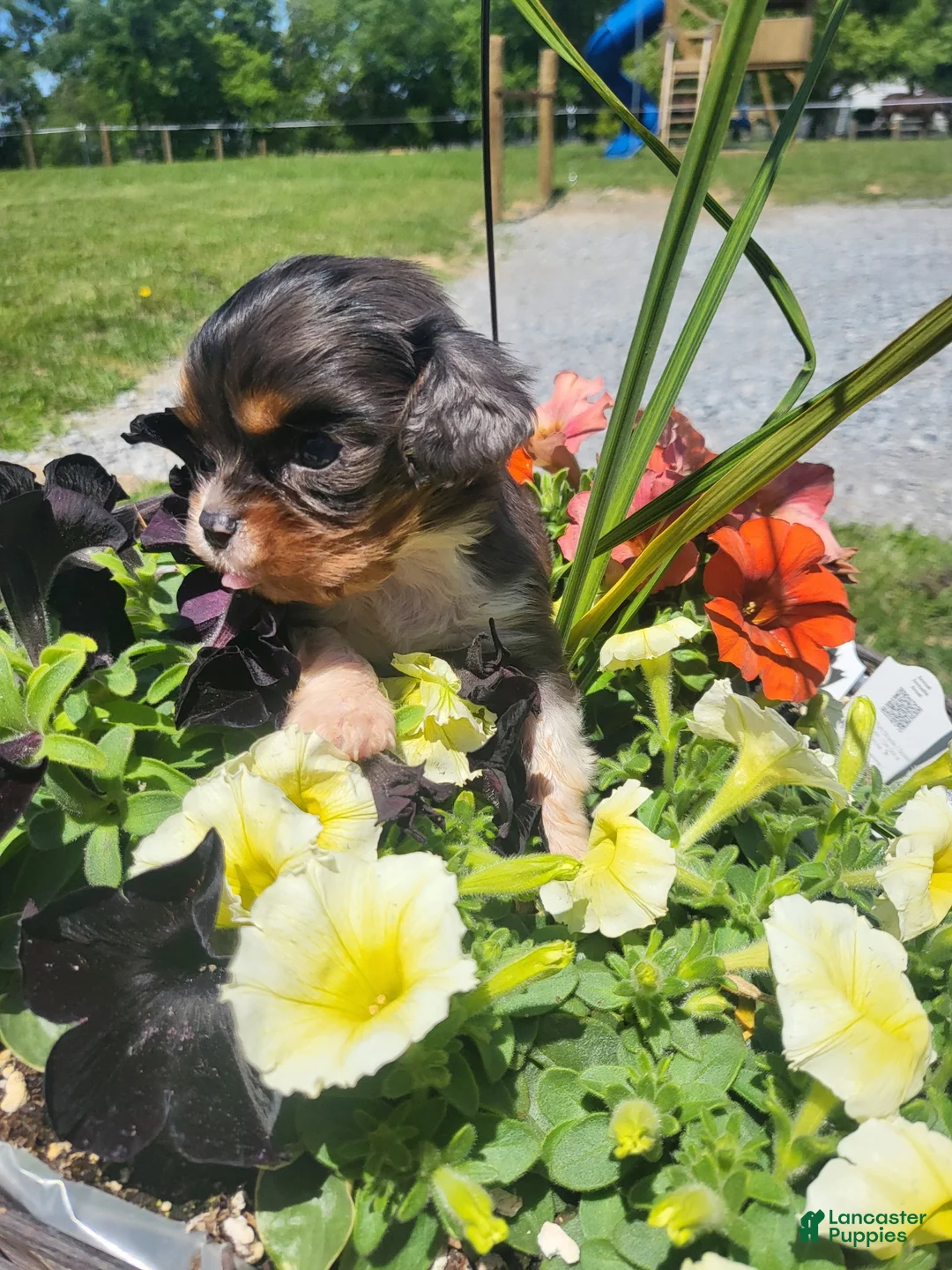 Cavalier King Charles Spaniel dogs for sale: Cavalier King Charles Spaniel Puppy 1 - Ad 5