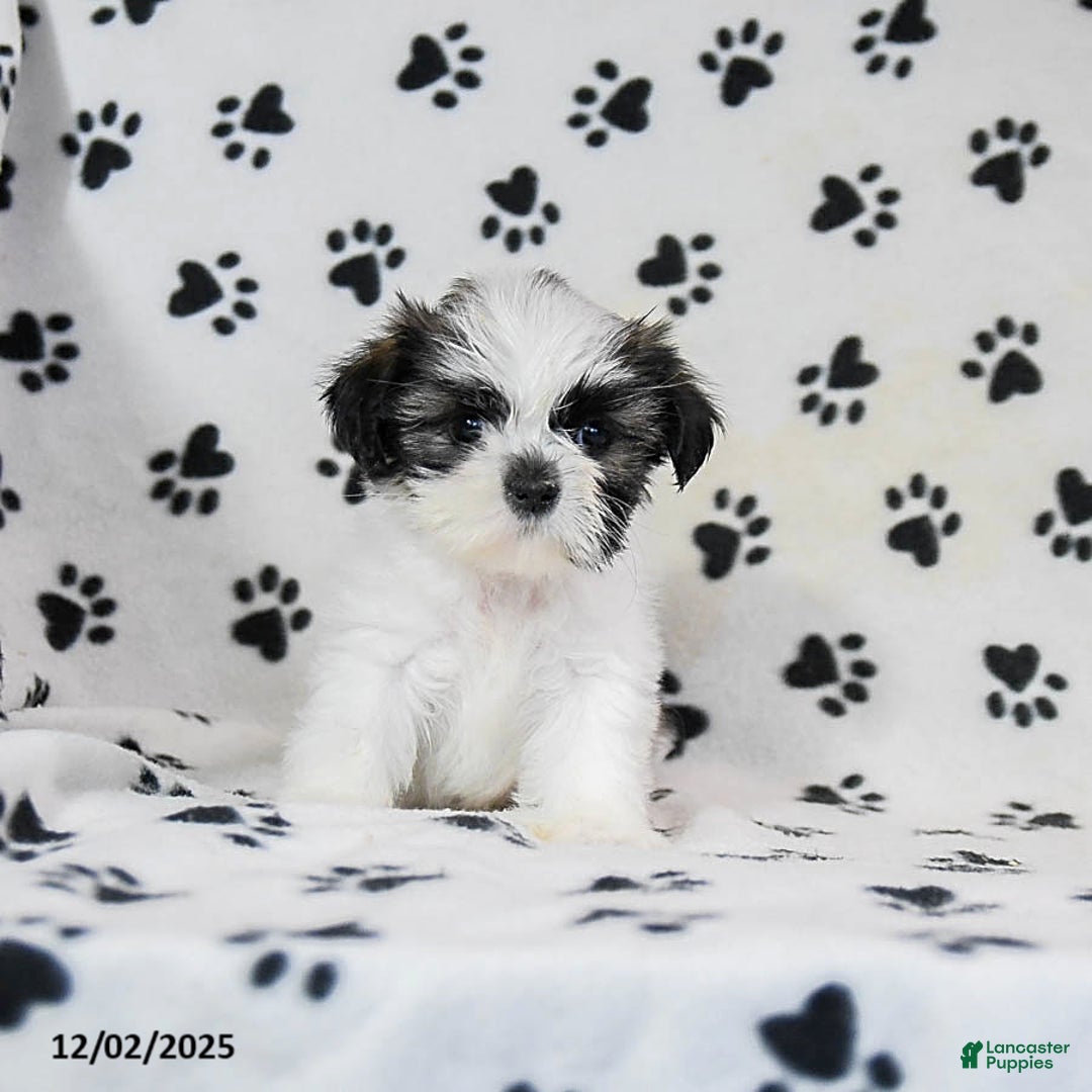 Shih Tzu dogs for sale: Poppy - Ad 3